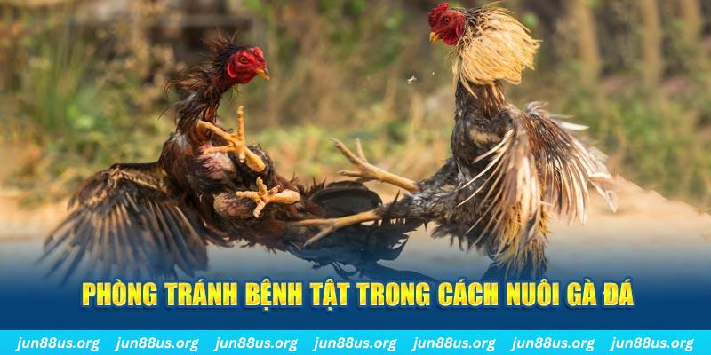 79king68 natural” trong baccarat nghĩa là gì？